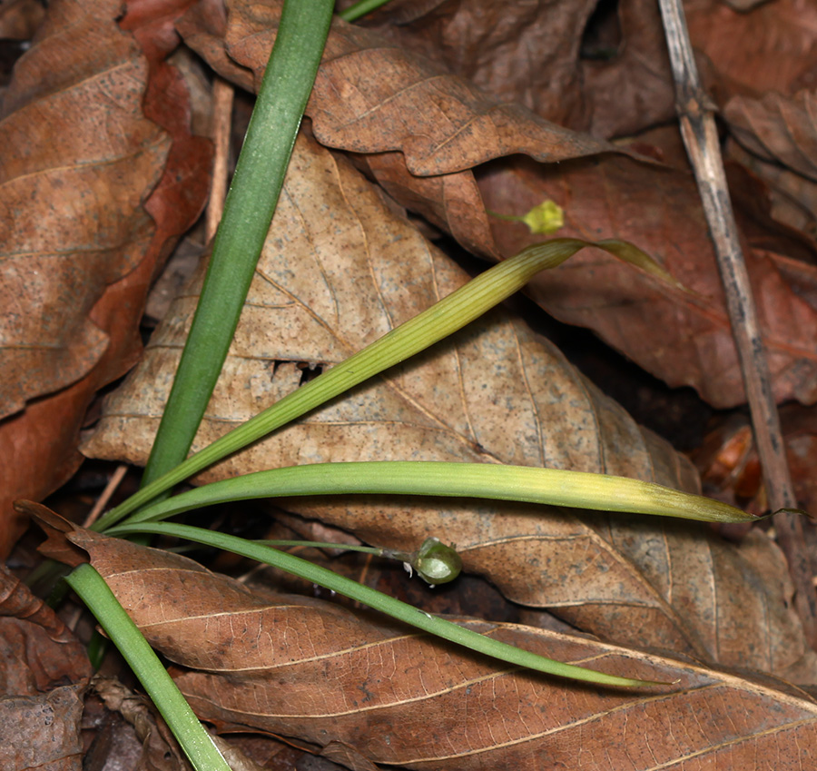 Image of Allium monanthum specimen.