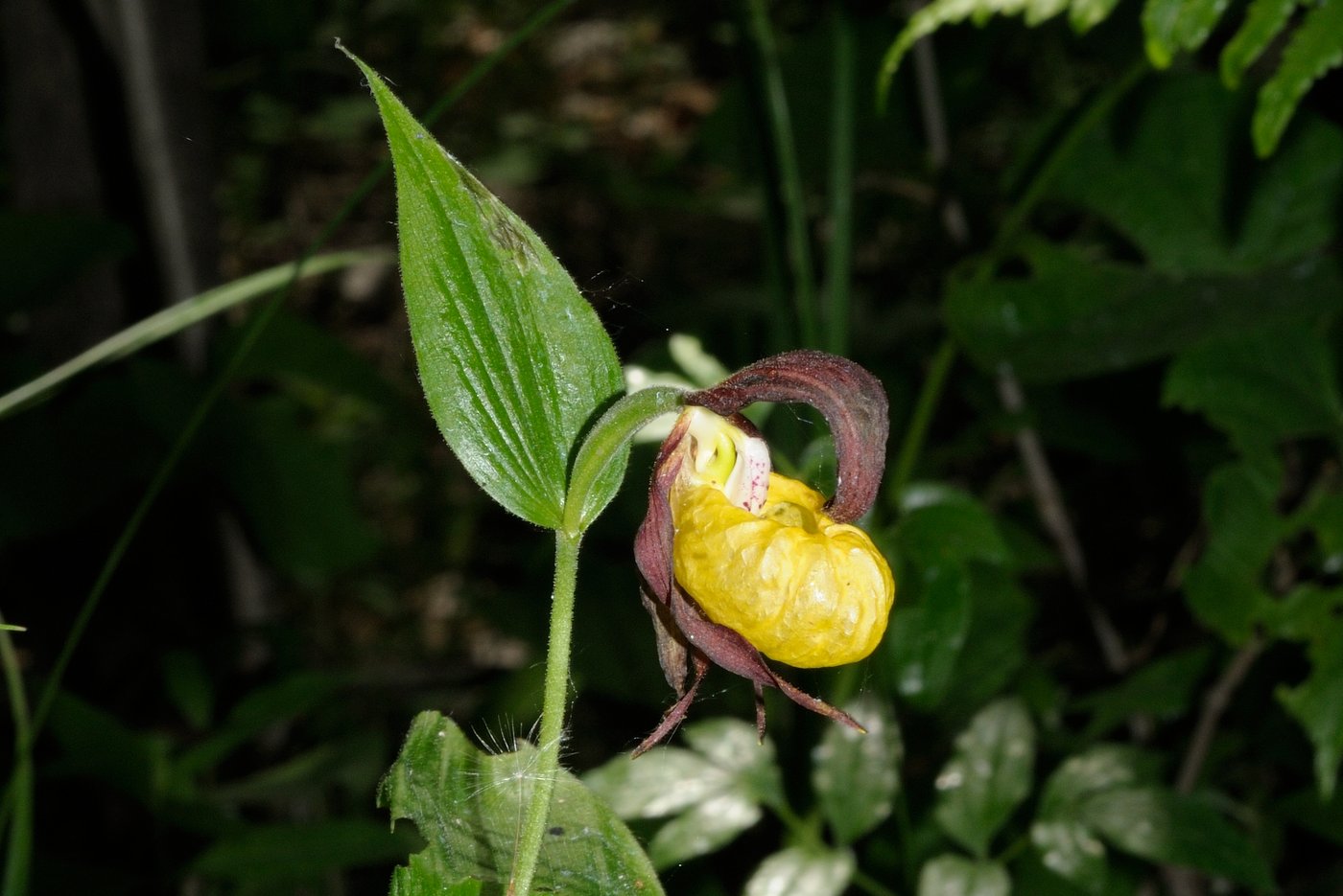 Image of Cypripedium calceolus specimen.