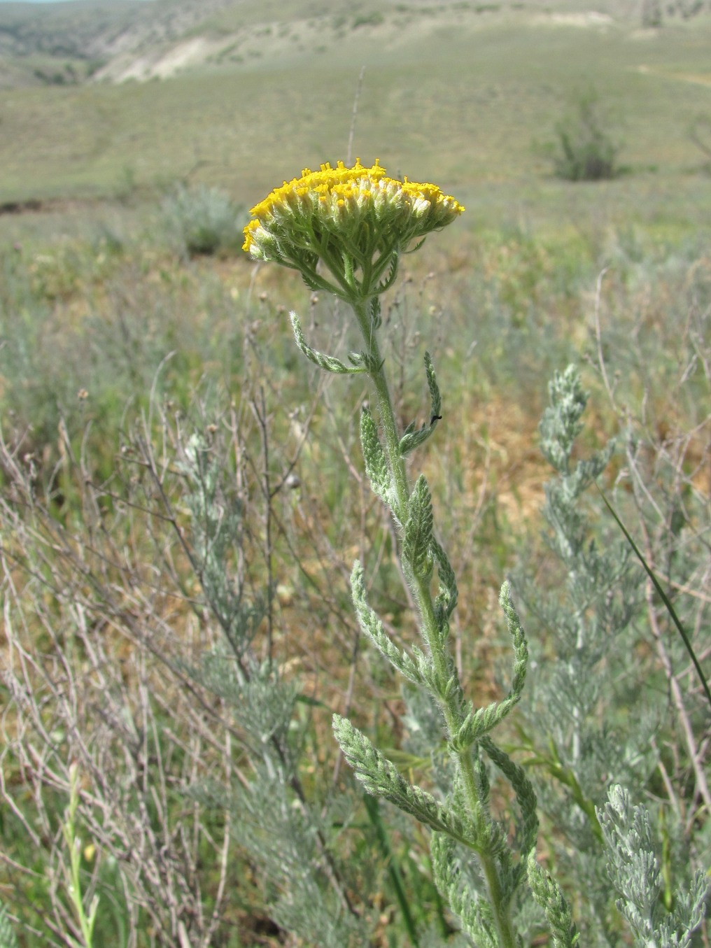 Изображение особи Achillea arabica.