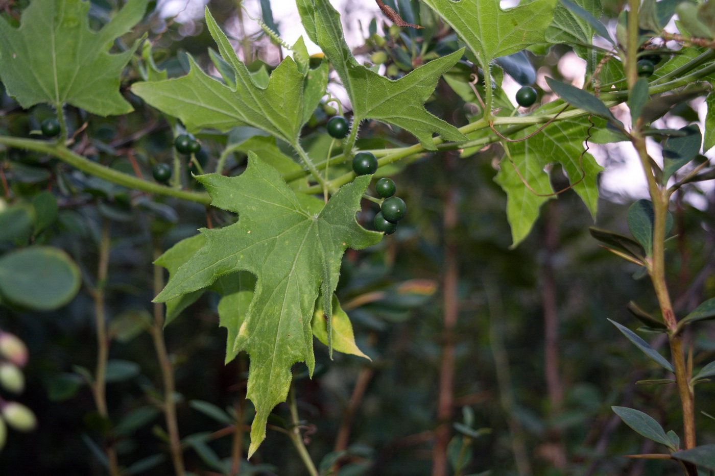 Image of Bryonia alba specimen.