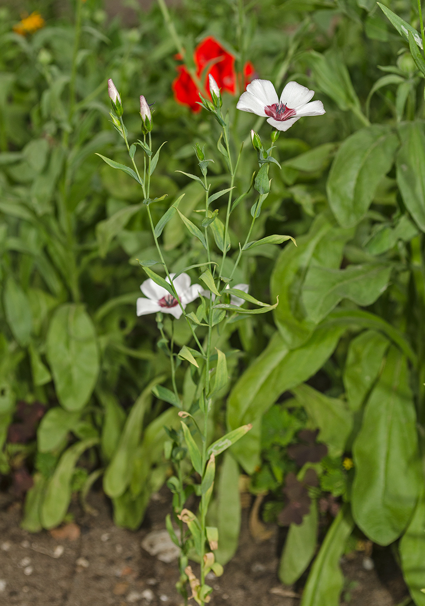 Image of Linum grandiflorum specimen.