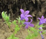 genus Campanula. Верхушка цветущего растения. Кабардино-Балкария, Эльбрусский р-н, окр. с. Бедык, каменистое место. 08.08.2018.
