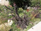 Berberis форма atropurpurea