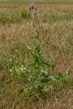 Cirsium setosum