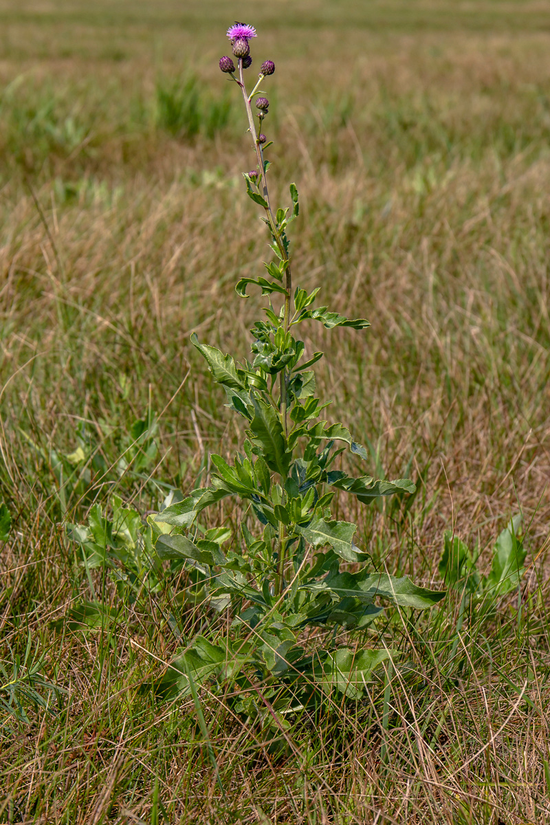 Image of Cirsium setosum specimen.