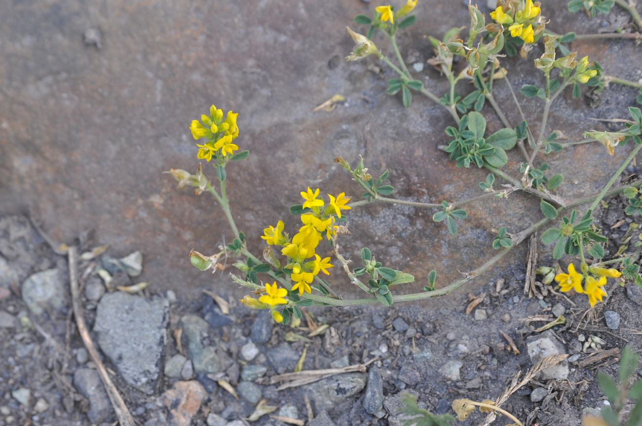 Изображение особи Medicago vardanis.