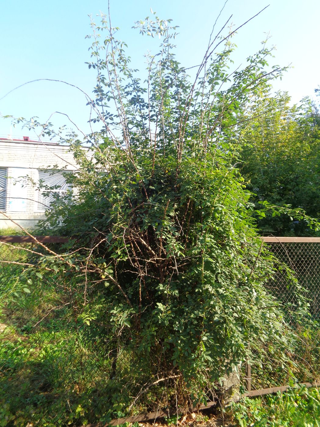 Image of genus Rosa specimen.