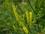 Melilotus officinalis. Средняя часть побега с соцветиями. Украина, Ивано-Франковская обл., Болеховский горсовет, Поляницкий сельсовет, Поляницкий региональный ландшафтный парк, урочище Выдрына, буковый лес. 13.07.2018.