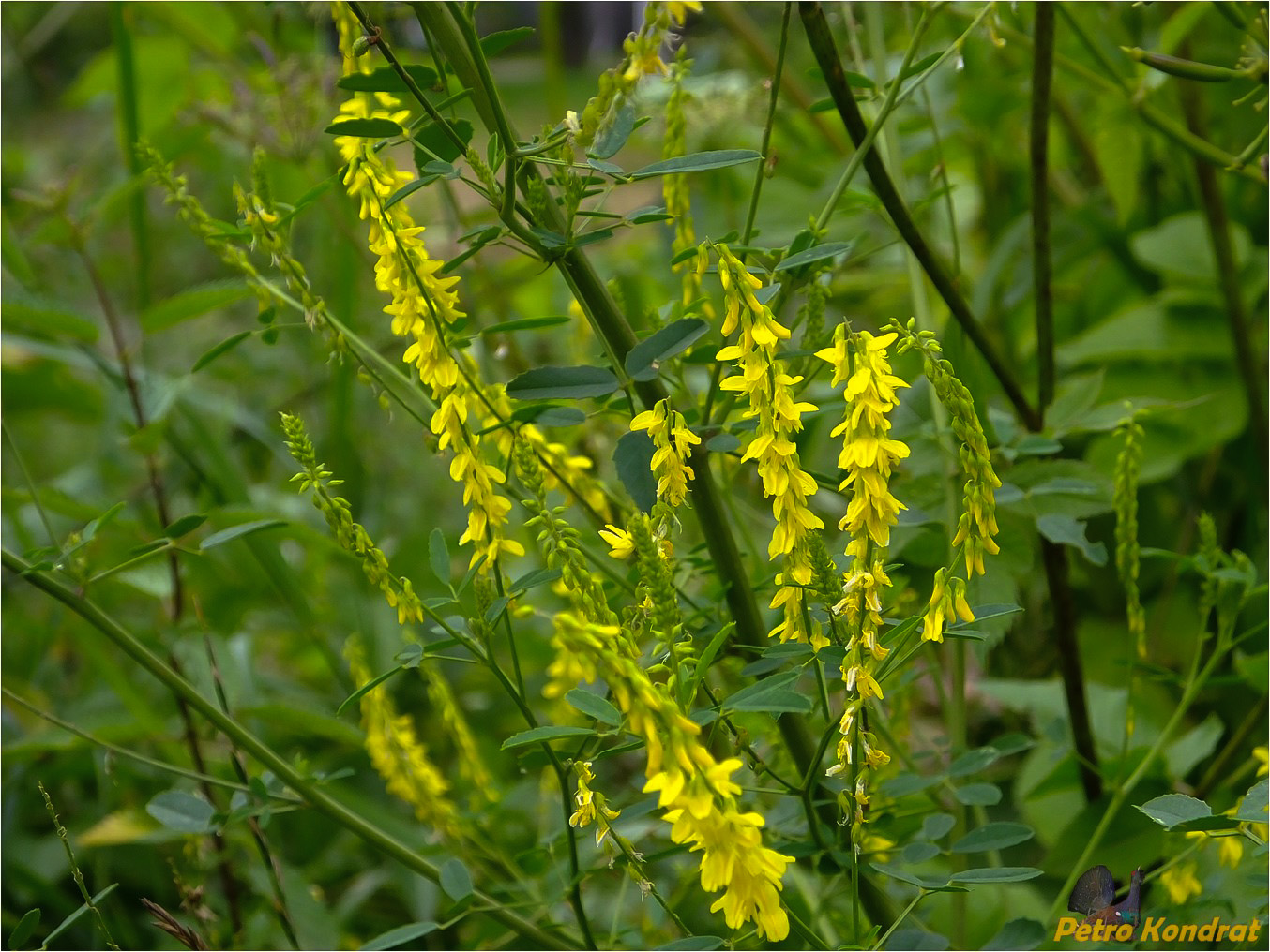 Изображение особи Melilotus officinalis.