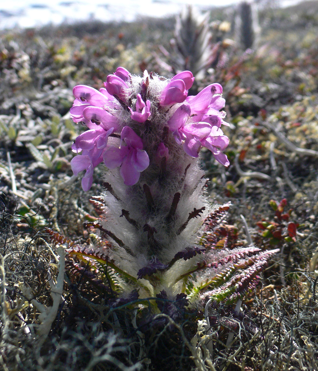 Image of Pedicularis alopecuroides specimen.