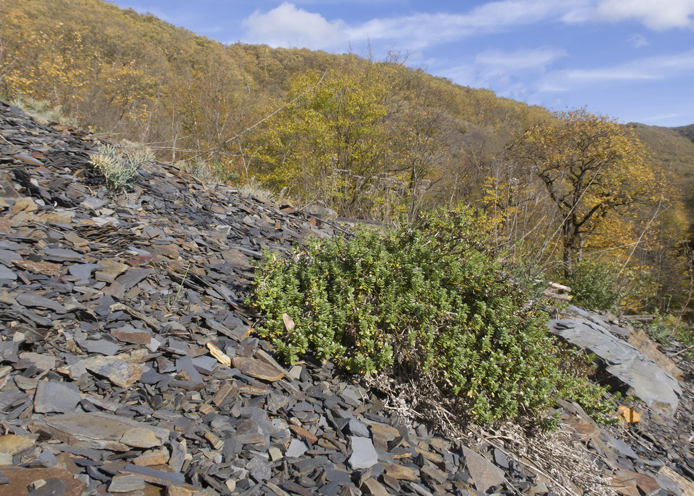 Image of Cruciata laevipes specimen.