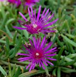 Delosperma cooperi