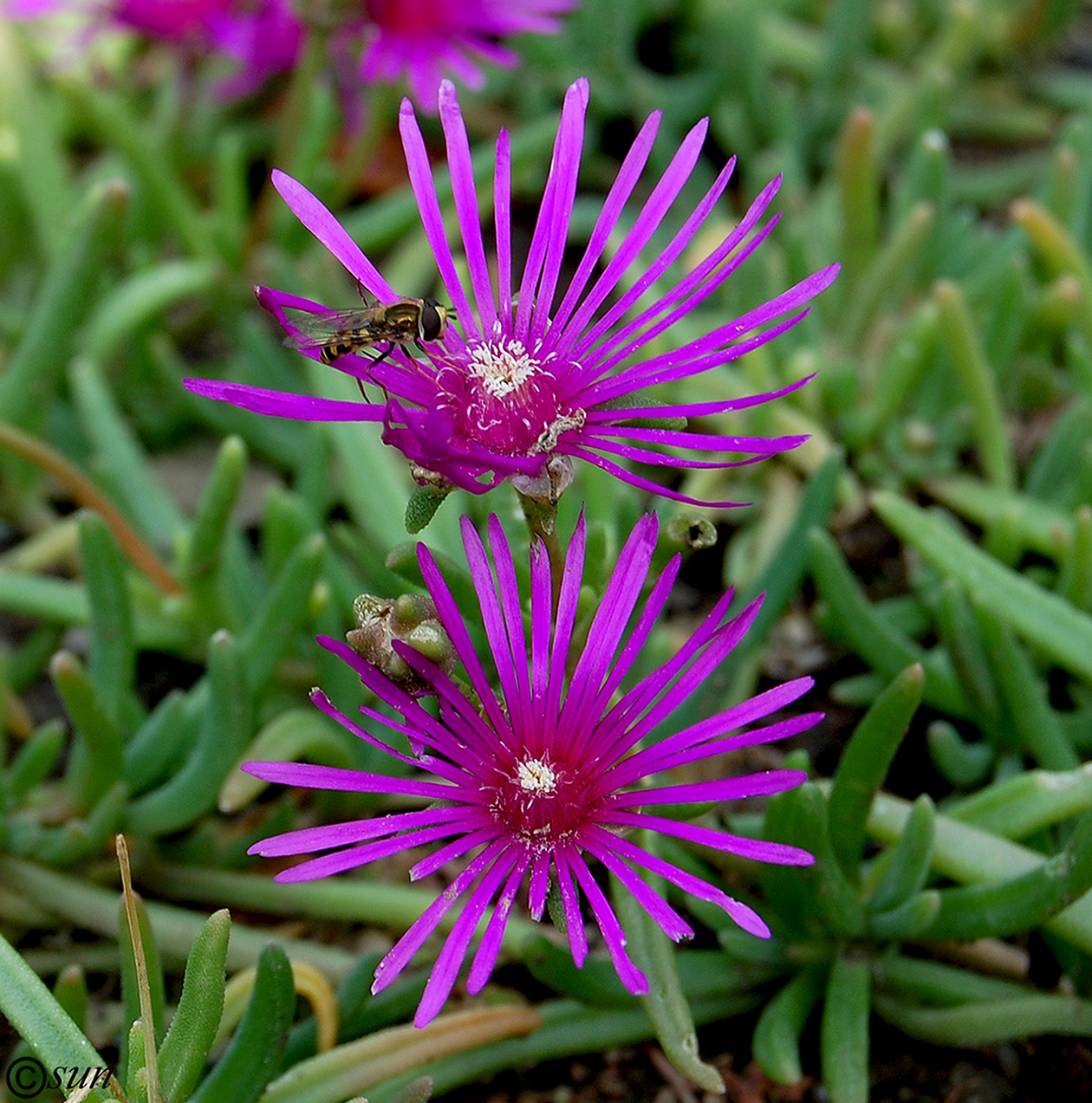 Image of Delosperma cooperi specimen.