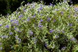 Caryopteris × clandonensis