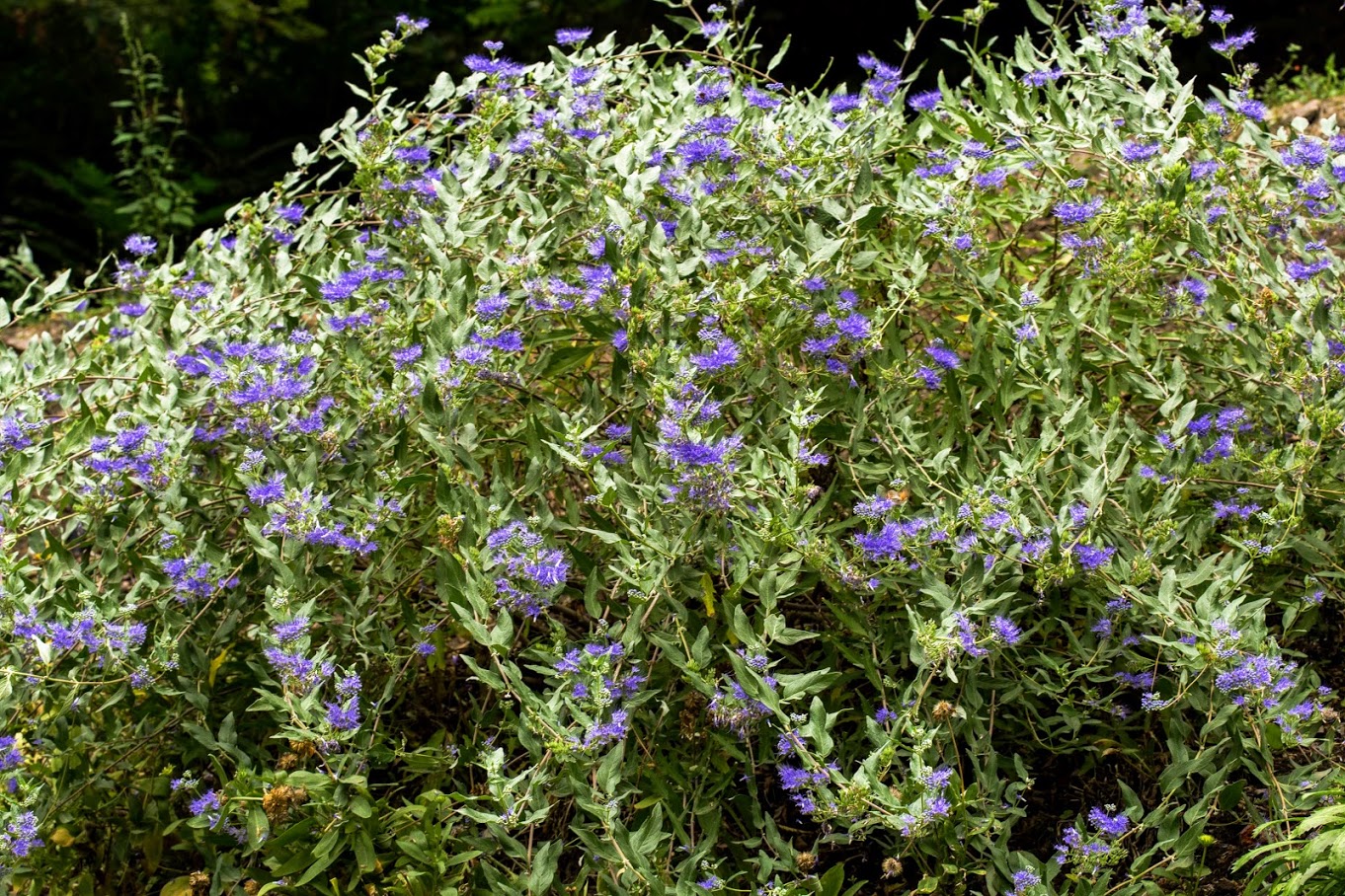 Image of Caryopteris &times; clandonensis specimen.