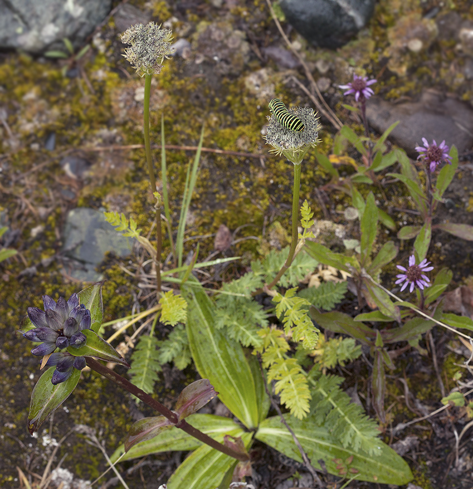 Image of Seseli condensatum specimen.