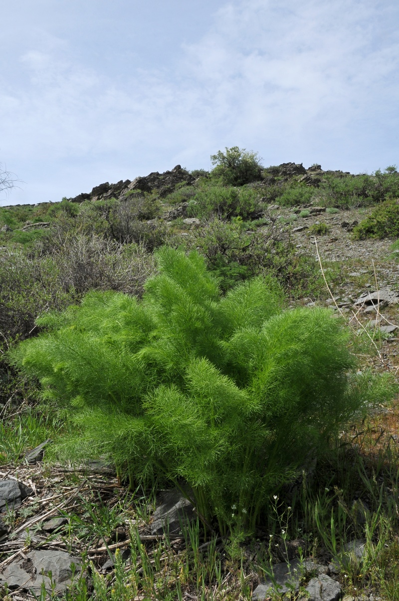 Image of Prangos pabularia specimen.