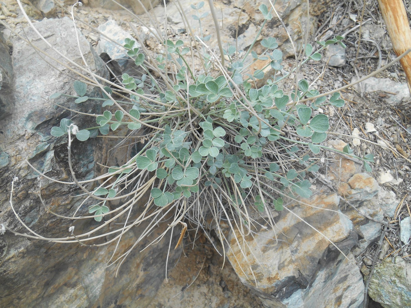 Image of familia Fabaceae specimen.