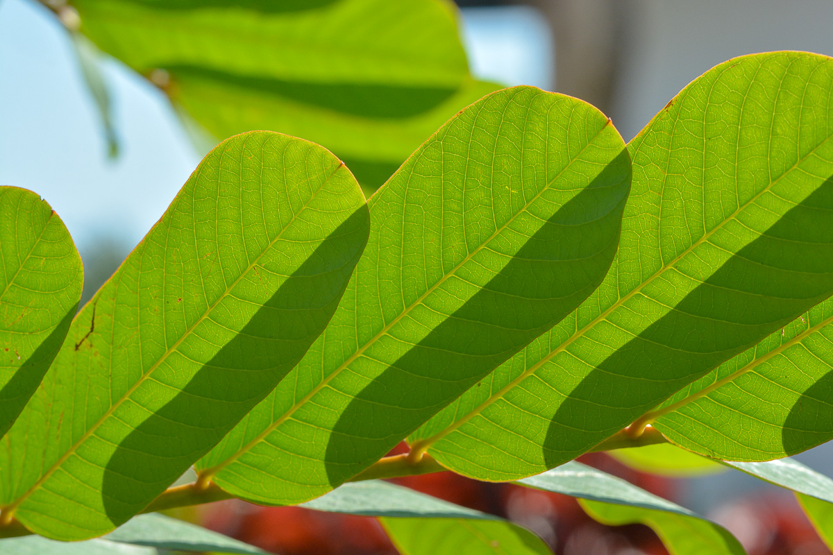 Image of Senna alata specimen.