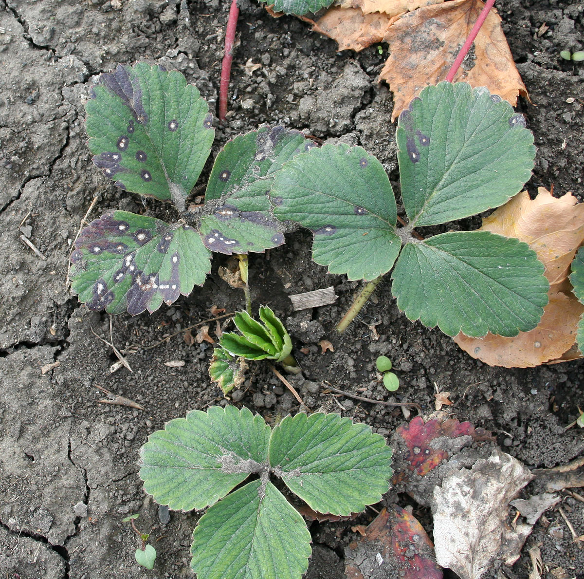 Image of Fragaria × ananassa specimen.
