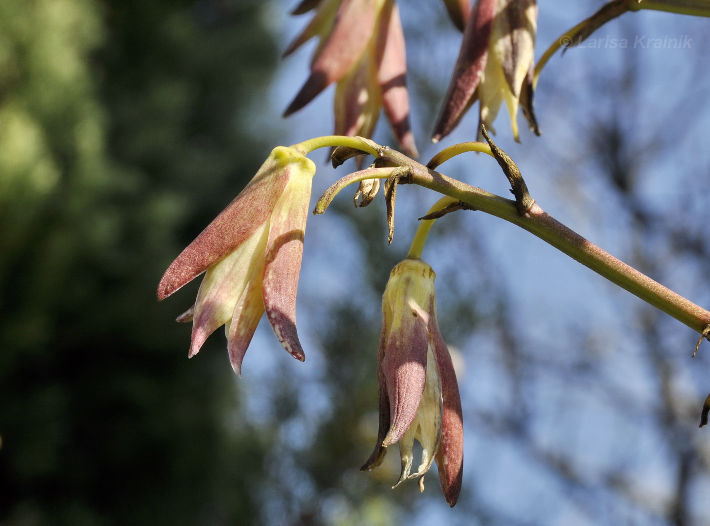 Image of Yucca gloriosa specimen.