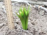 Fritillaria raddeana