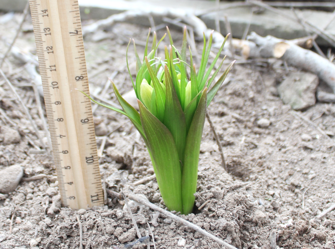 Изображение особи Fritillaria raddeana.