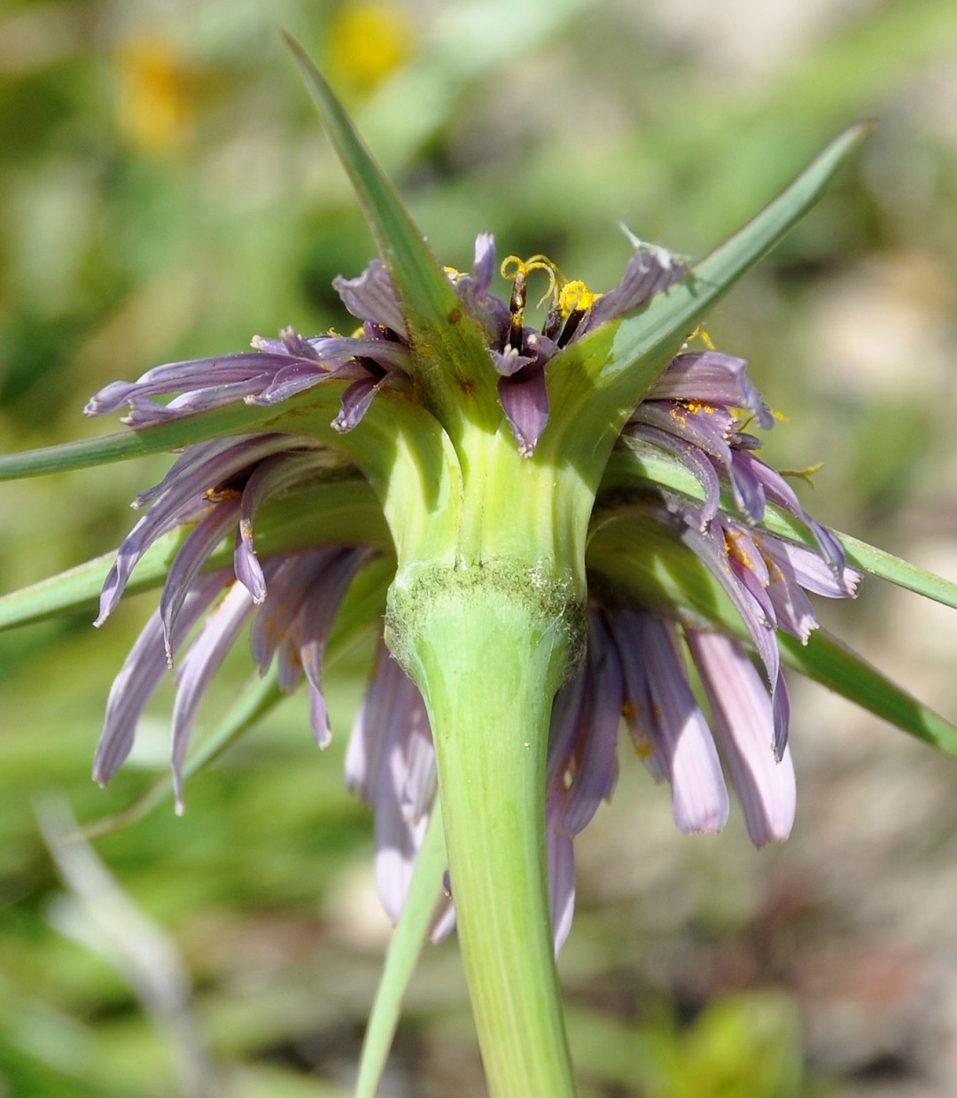 Изображение особи Tragopogon porrifolius ssp. longirostris.