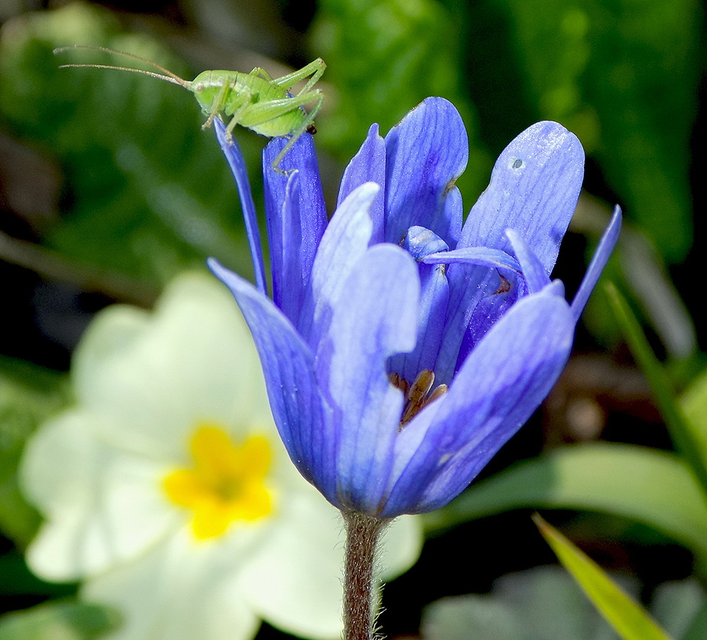 Изображение особи Anemone banketovii.