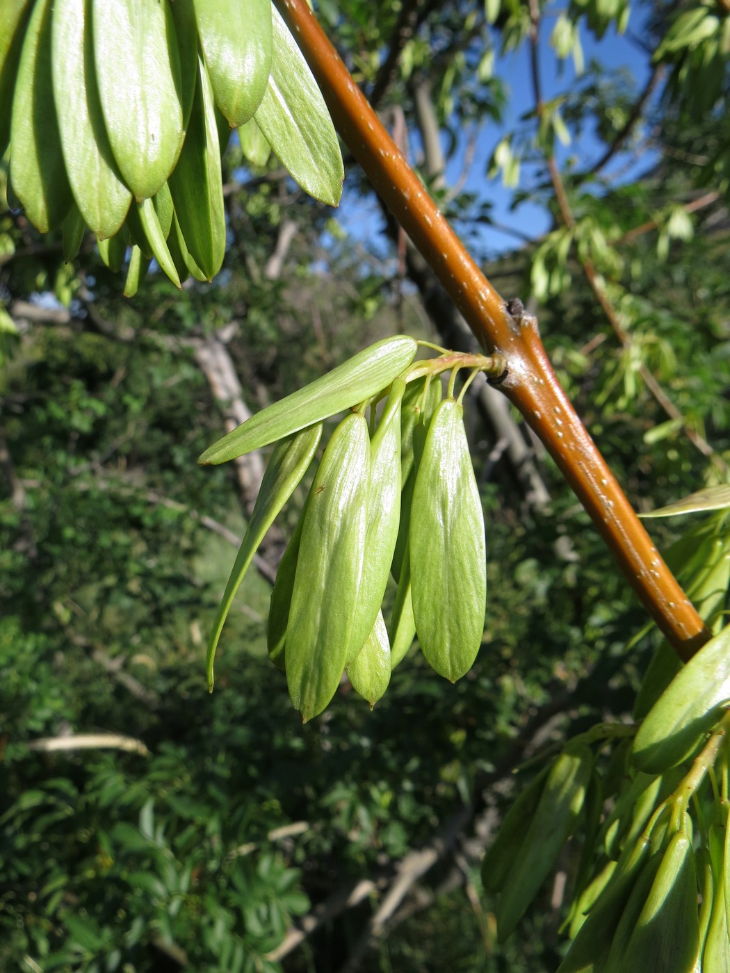 Image of Fraxinus sogdiana specimen.