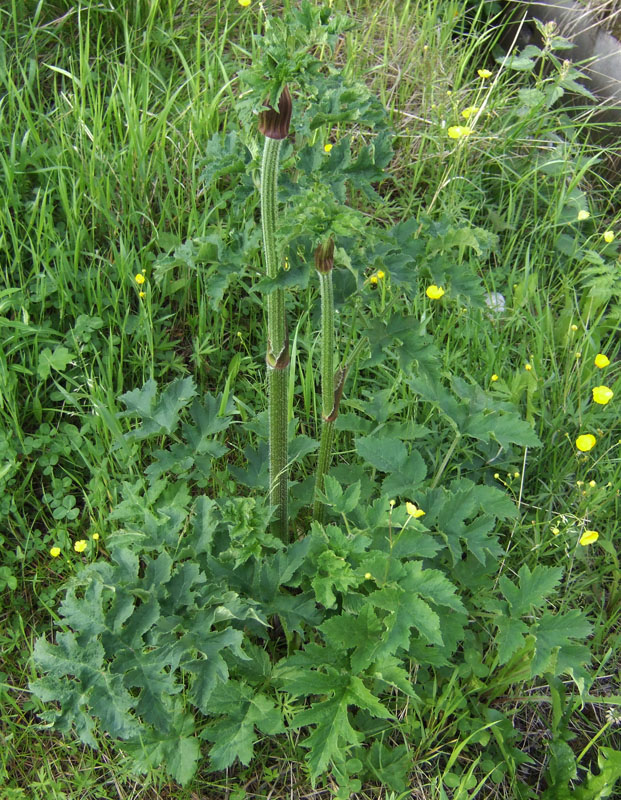 Image of genus Heracleum specimen.