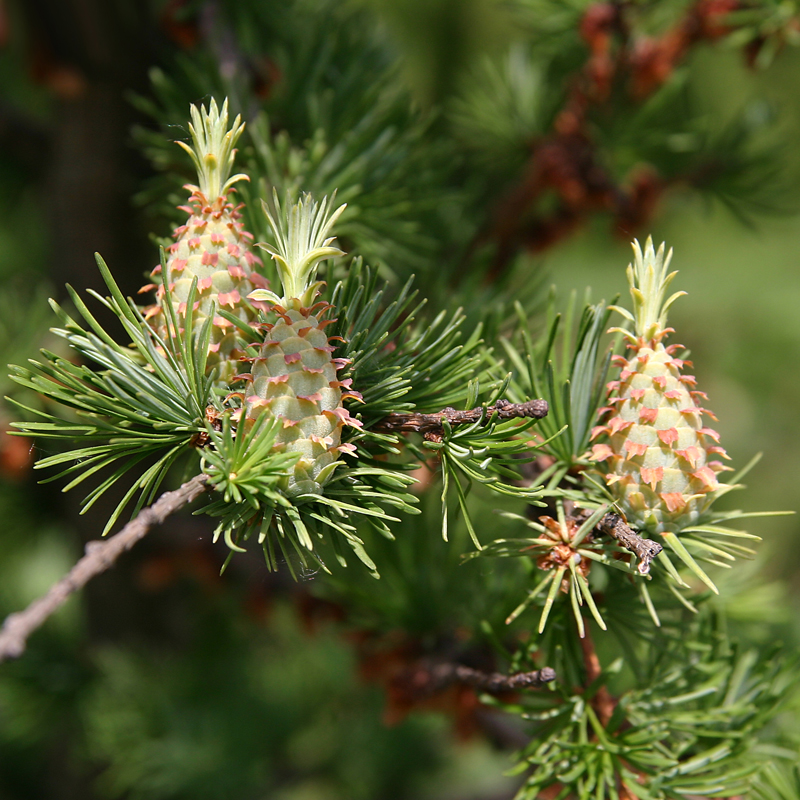 Image of Larix sibirica specimen.