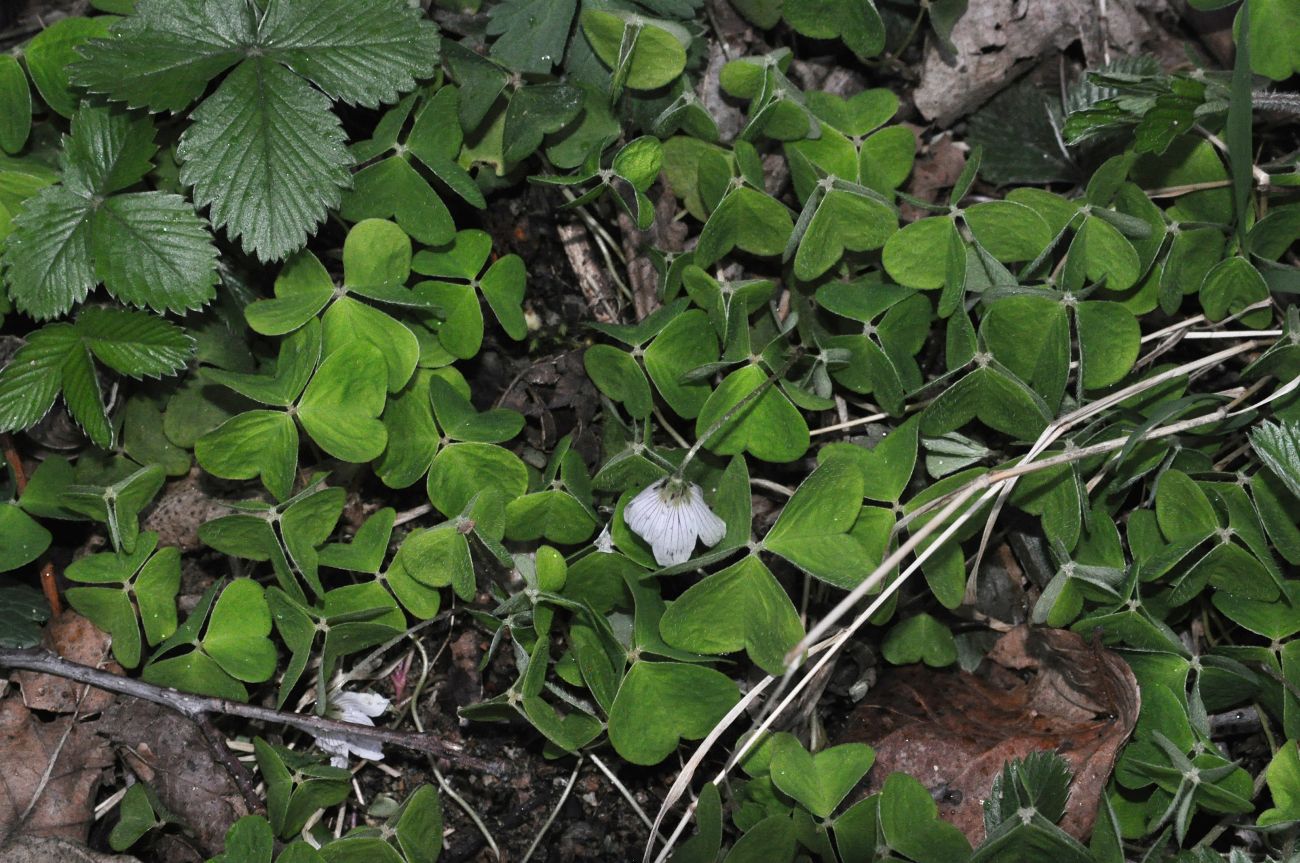 Изображение особи Oxalis acetosella.