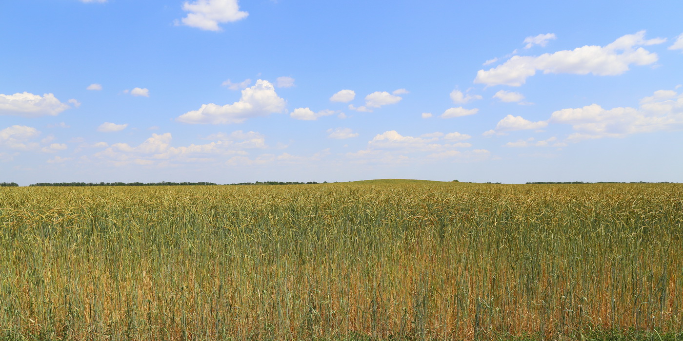 Image of Triticum spelta specimen.