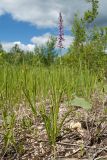 Gymnadenia conopsea. Цветущее растение. Ленинградская обл., Гатчинский р-н, окр. дер. Авколево, карьер \"Елизаветино\", зарастающий деревьями разнотравно-вейниковый луг. 16.06.2019.