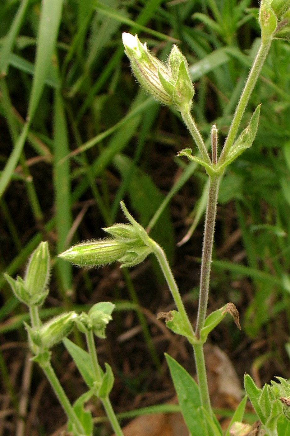 Image of Melandrium album specimen.