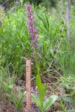 Orchis militaris. Отцветающее растение. Ленинградская обл., Волосовский р-н, окр. дер. Донцо, берег озера, разнотравно-злаковая луговина в молодом мелколиственном лесу. 16.06.2019.