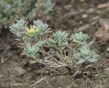 Odontarrhena obovata