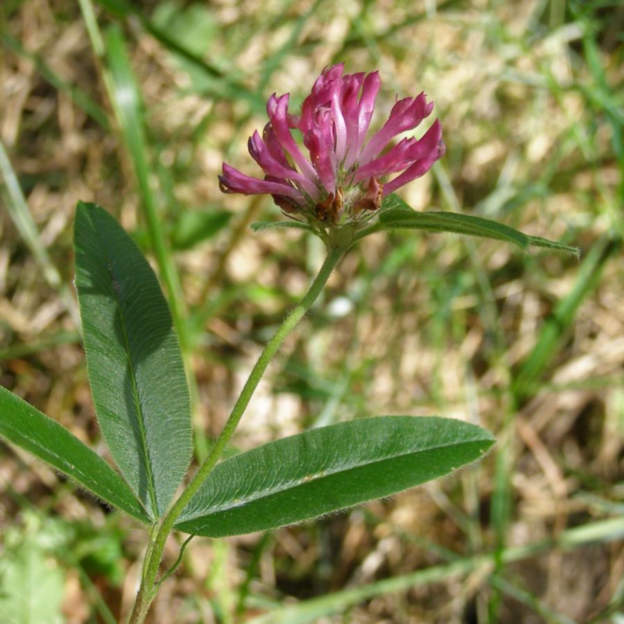 Изображение особи Trifolium alpestre.