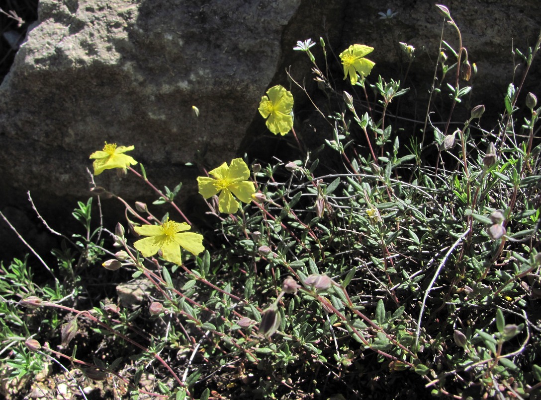 Изображение особи Helianthemum dagestanicum.