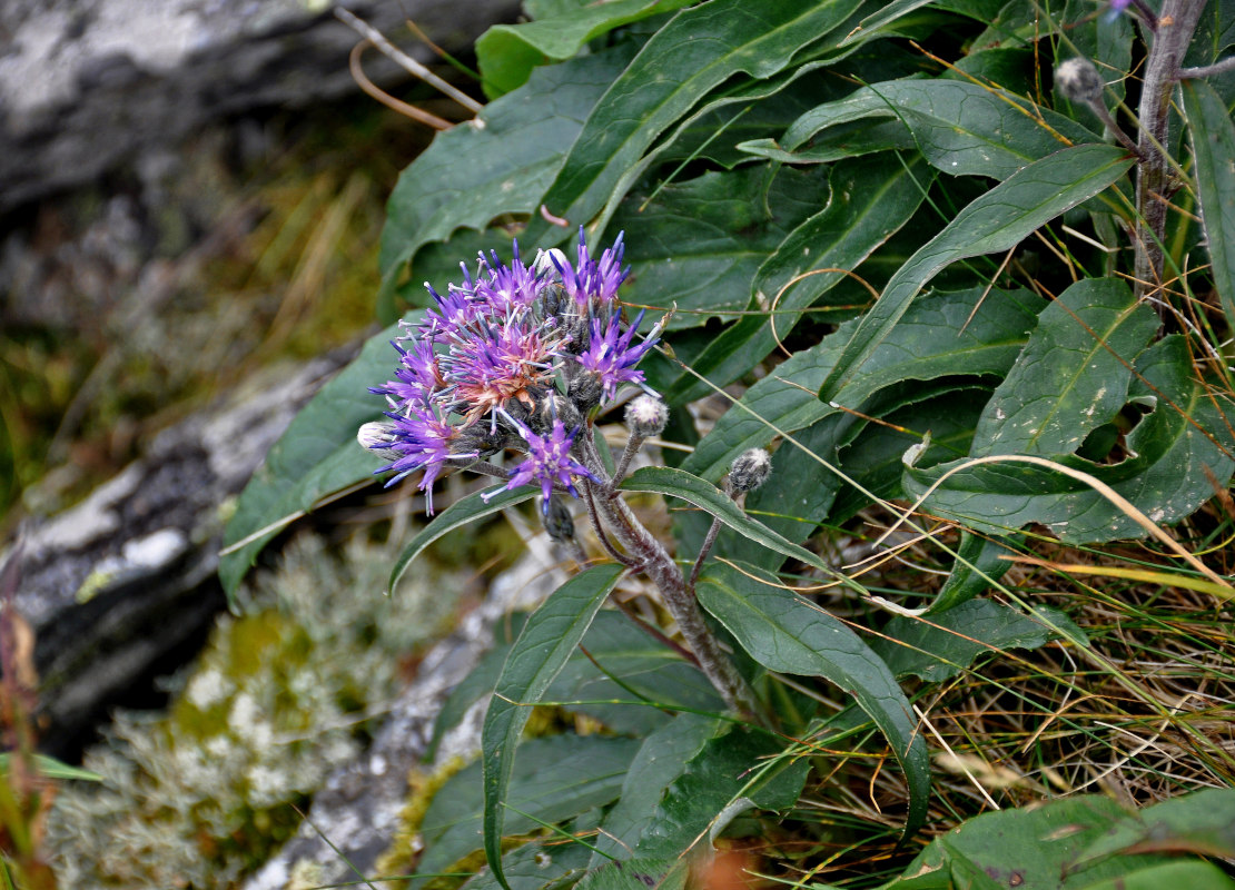 Изображение особи Saussurea igoschinae.