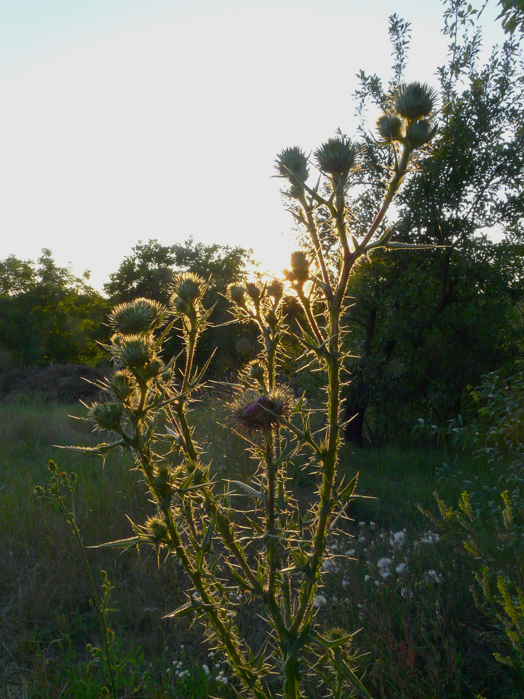 Image of Cirsium vulgare specimen.