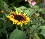 Helianthus annuus. Соцветия на верхушке растения (сорт 'Бронзовый король'). Московская обл., Раменский р-н, окр. дер. Хрипань, садовый участок. 01.09.2019.