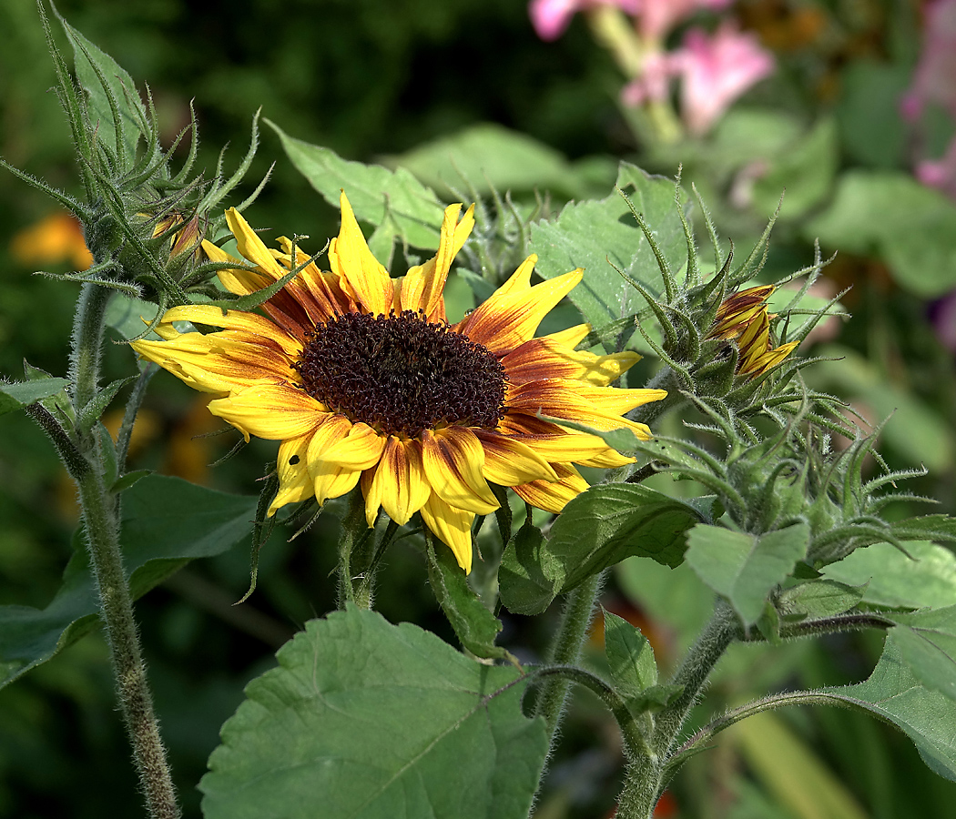 Изображение особи Helianthus annuus.