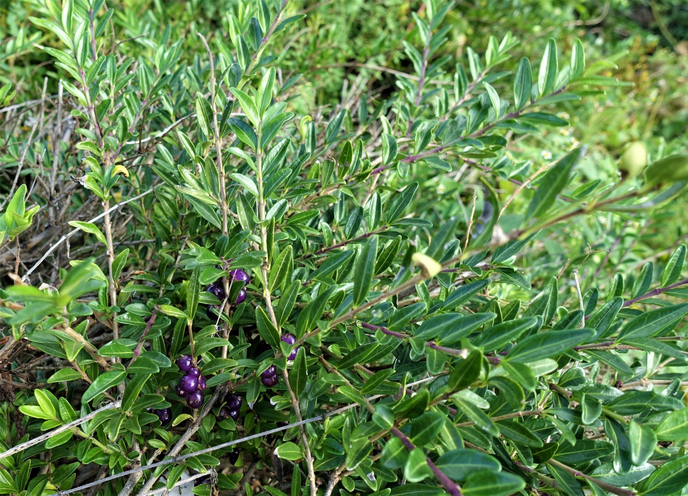 Image of Lonicera ligustrina var. pileata specimen.