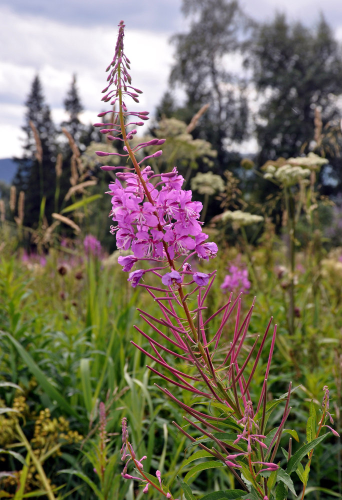 Изображение особи Chamaenerion angustifolium.