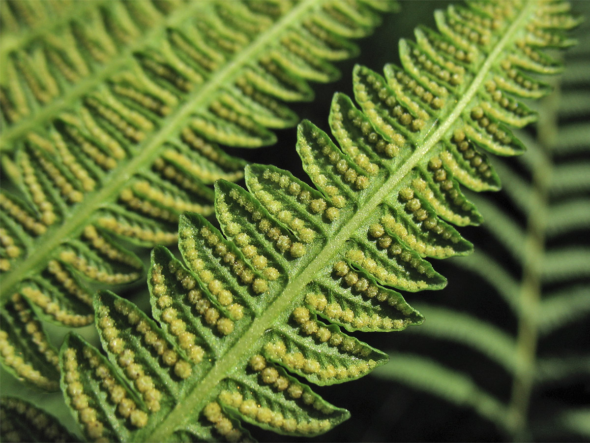 Image of Oreopteris limbosperma specimen.