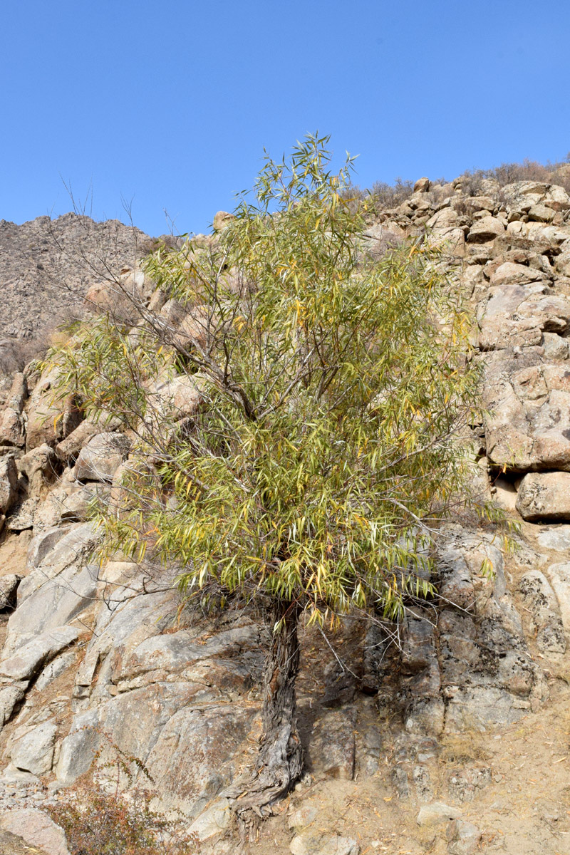 Image of Salix excelsa specimen.