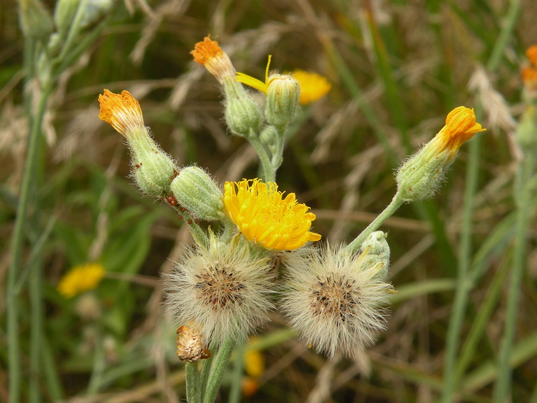 Image of Pilosella echioides specimen.