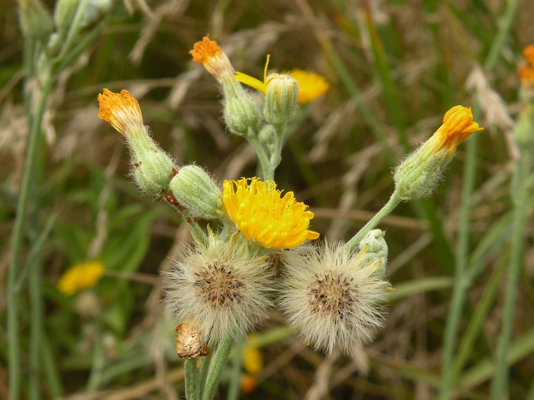 Изображение особи Pilosella echioides.